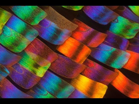 butterfly scales