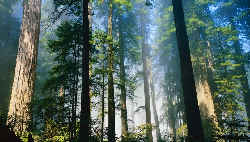 redwood-forest- (2016_07_21 01_37_36 UTC)